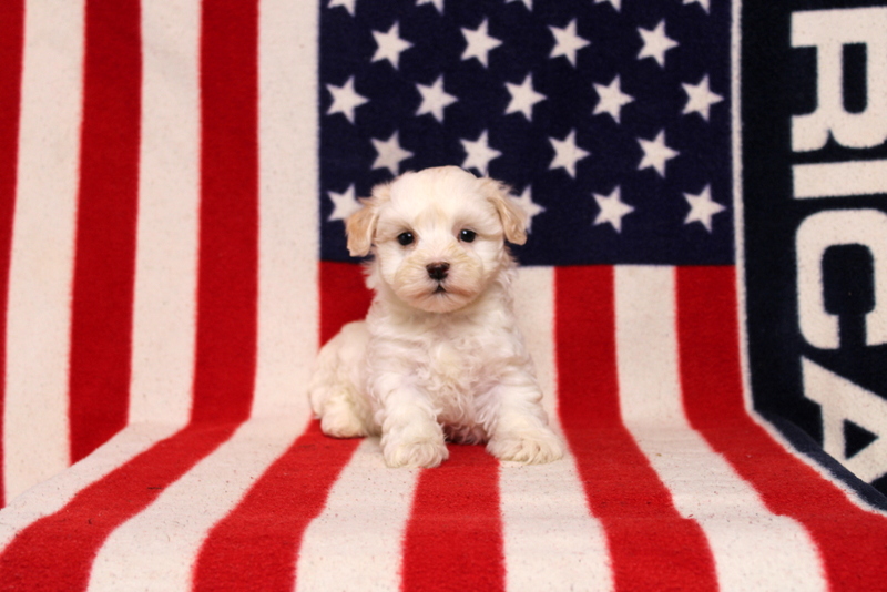 puppy, for, sale, Morki-Poo, Matthew B. Stoltzfus, dog, breeder, Gap, PA, dog-breeder, puppy-for-sale, forsale, nearby, find, puppyfind, locator, puppylocator, aca